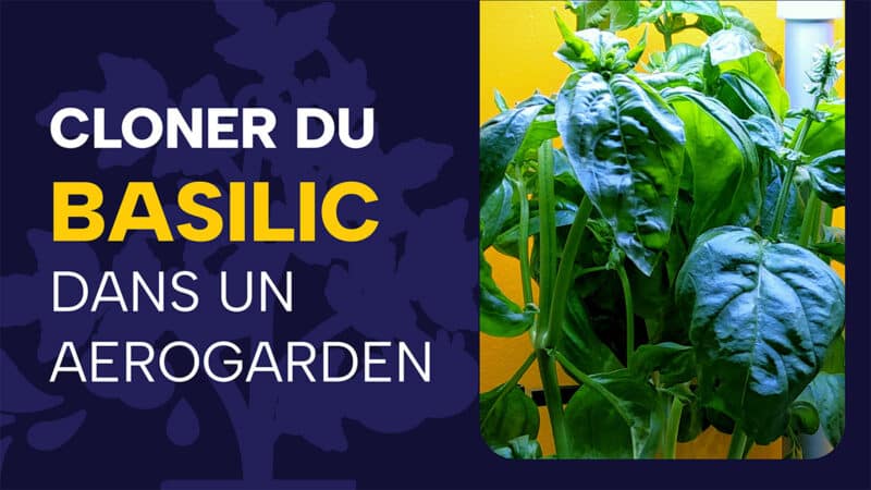 Cloner du basilic dans un Aerogarden Bounty : méthode simple pour propager un plant