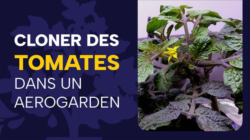 Cloner des tomates dans un Aerogarden Bounty : j’ai dû tout arrêter, découvrez pourquoi