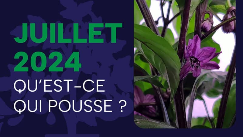 Mes jardins hydroponiques en juillet 2024
