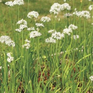 Semences de ciboulette à l'ail