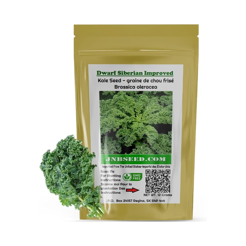 Semences de kale