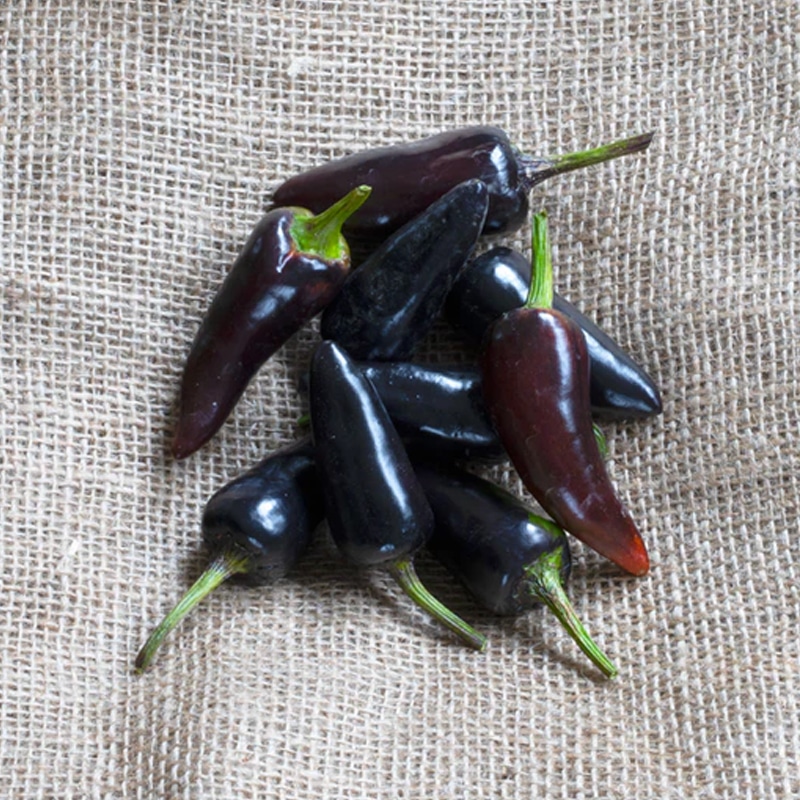 Semences de piments forts hongrois noirs