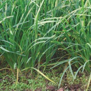 Semences de ciboulette Lion's Mane