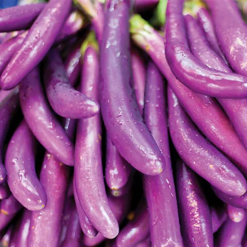 Semences d'aubergines ping tung long