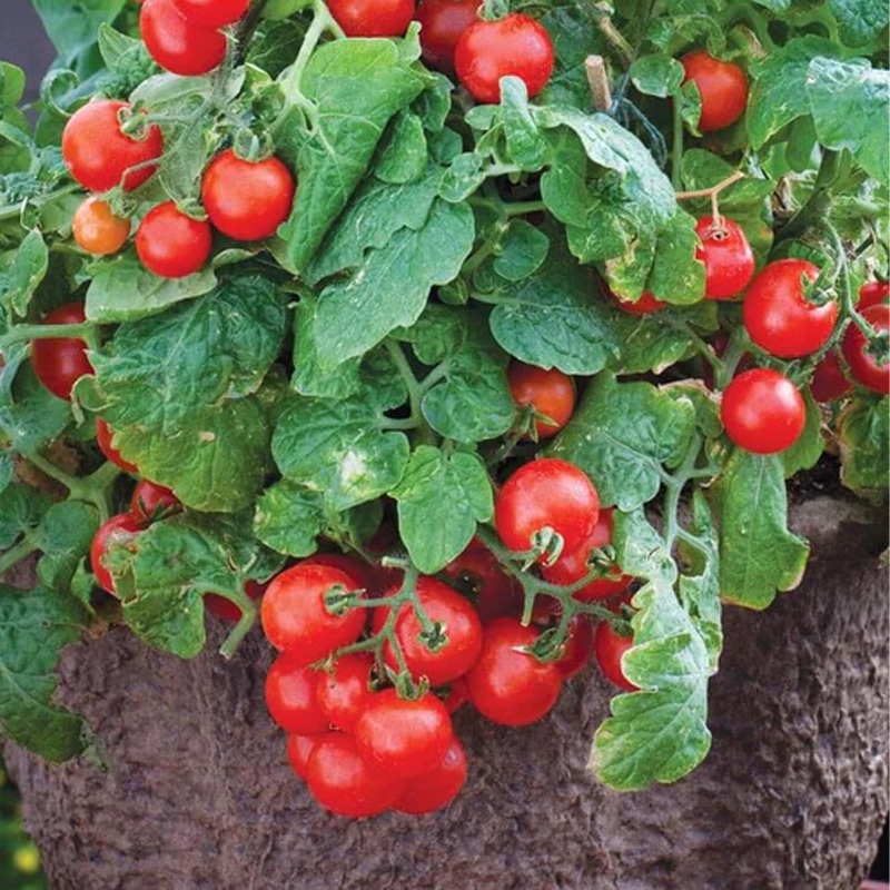 Semences de tomates Red Robin