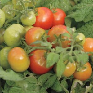 Semences de tomates Tiny Tim