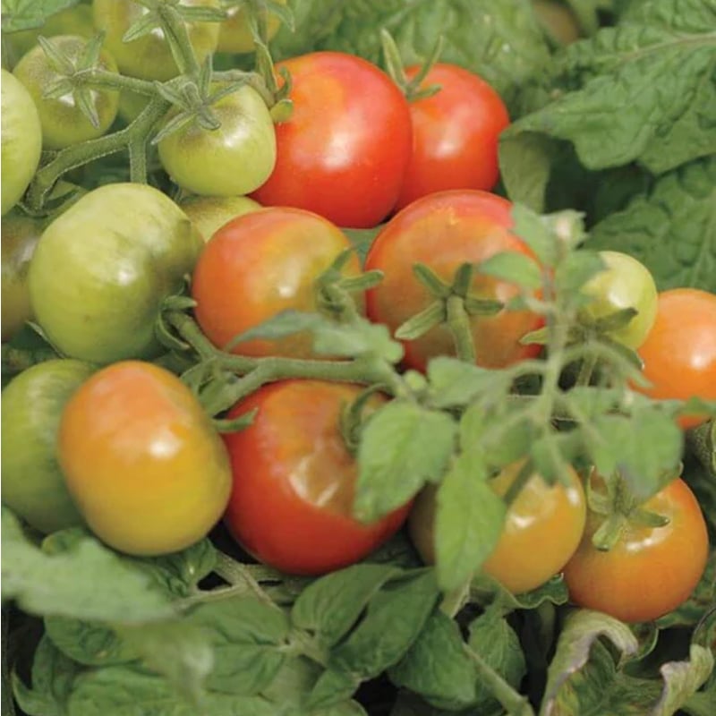 Semences de tomates Tiny Tim