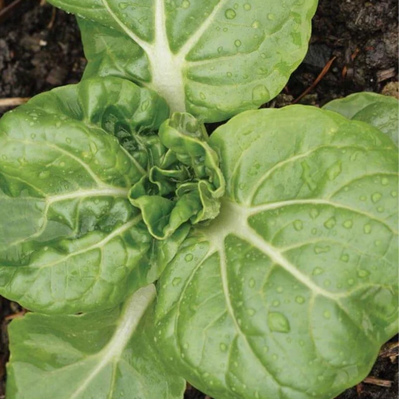 Semences de toy choy pak choy