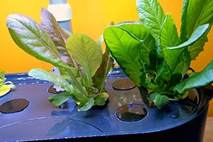 Laitue dans un Aerogarden Bounty