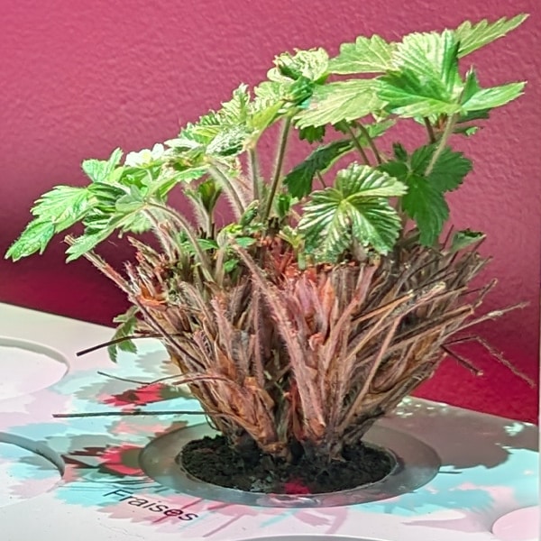 Click & Grow 9 : un jardin intelligent ?