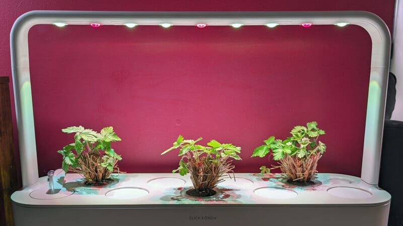 Critique du Click & Grow 9 : est-ce vraiment un jardin intelligent ?