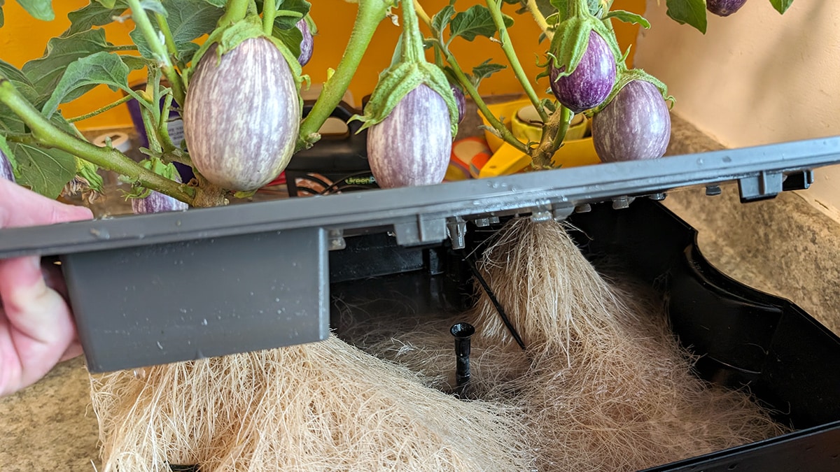 Aerogarden : comment faire l'entretien ?