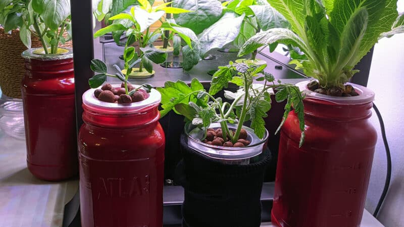 Méthode Kratky avec des pots Mason : tutoriel en 5 étapes