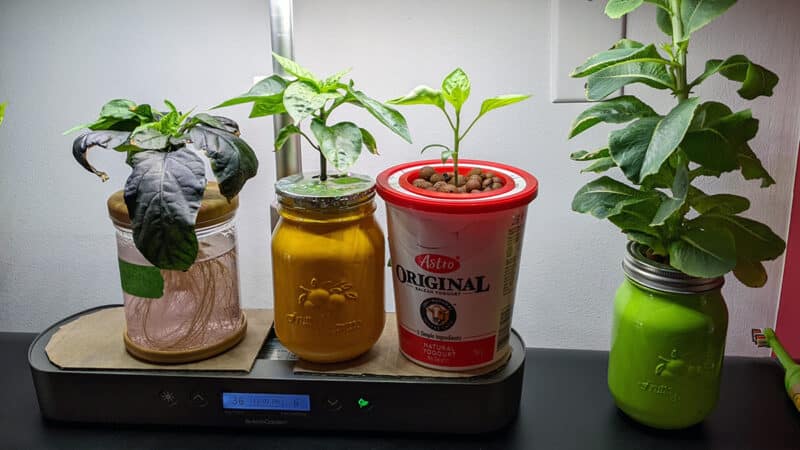 La méthode Kratky : c’est quoi ?