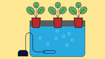 DWC (Deep Water Culture) : avantages, inconvénients et conseils