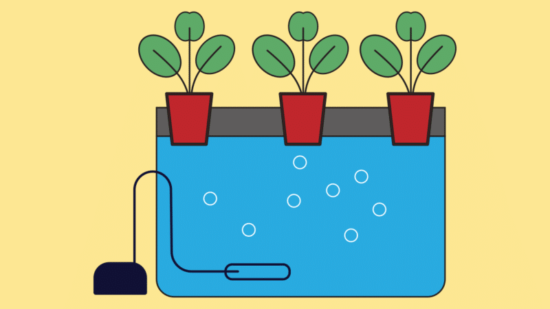 DWC (Deep Water Culture) : avantages, inconvénients et conseils