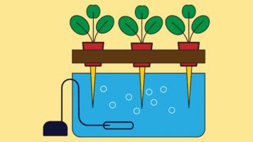 Système à mèche hydroponique (Wick System) : fonctionnement, avantages et inconvénients