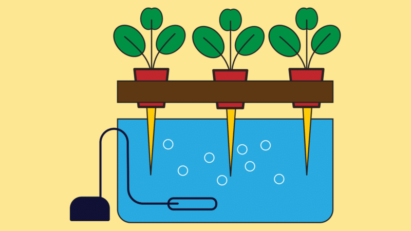 Système à mèche hydroponique (Wick System) : fonctionnement, avantages et inconvénients