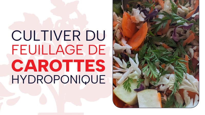 Carottes en hydroponie : cultiver du feuillage dans un Aerogarden Sprout