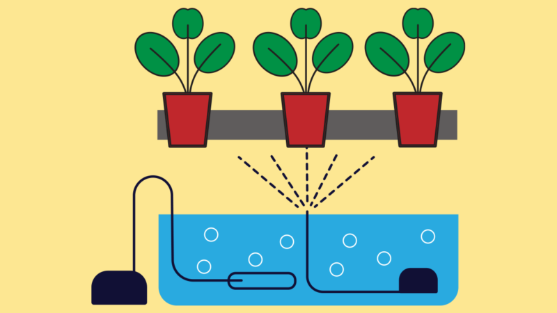 Aéroponie (Aeroponics) : la solution pour des plantes vigoureuses en hydroponie
