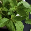 Découvrir le tulsi (basilic sacré)