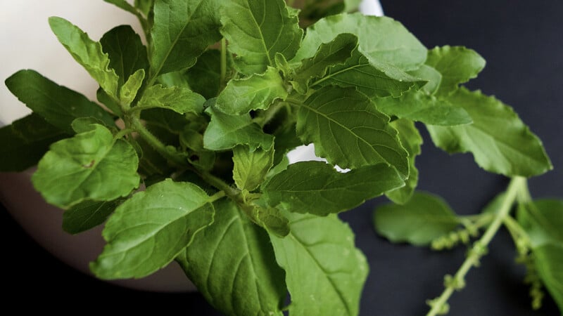 Découvrir le tulsi (basilic sacré) : une plante aux multiples usages