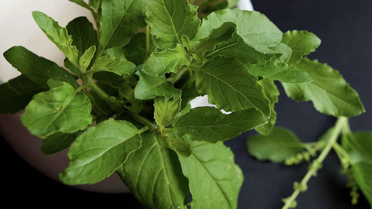 Découvrir le tulsi (basilic sacré)