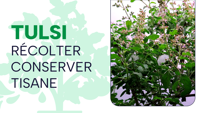 Tulsi (basilic sacré) : récolte, tisane maison et conservation