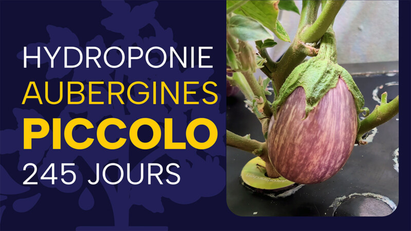 Aubergines Piccolo : 245 jours de culture en hydroponie dans un Aerogarden Farm