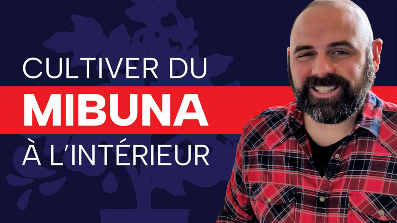 Cultiver du Mibuna à l&rsquo;intérieur : test et verdict final