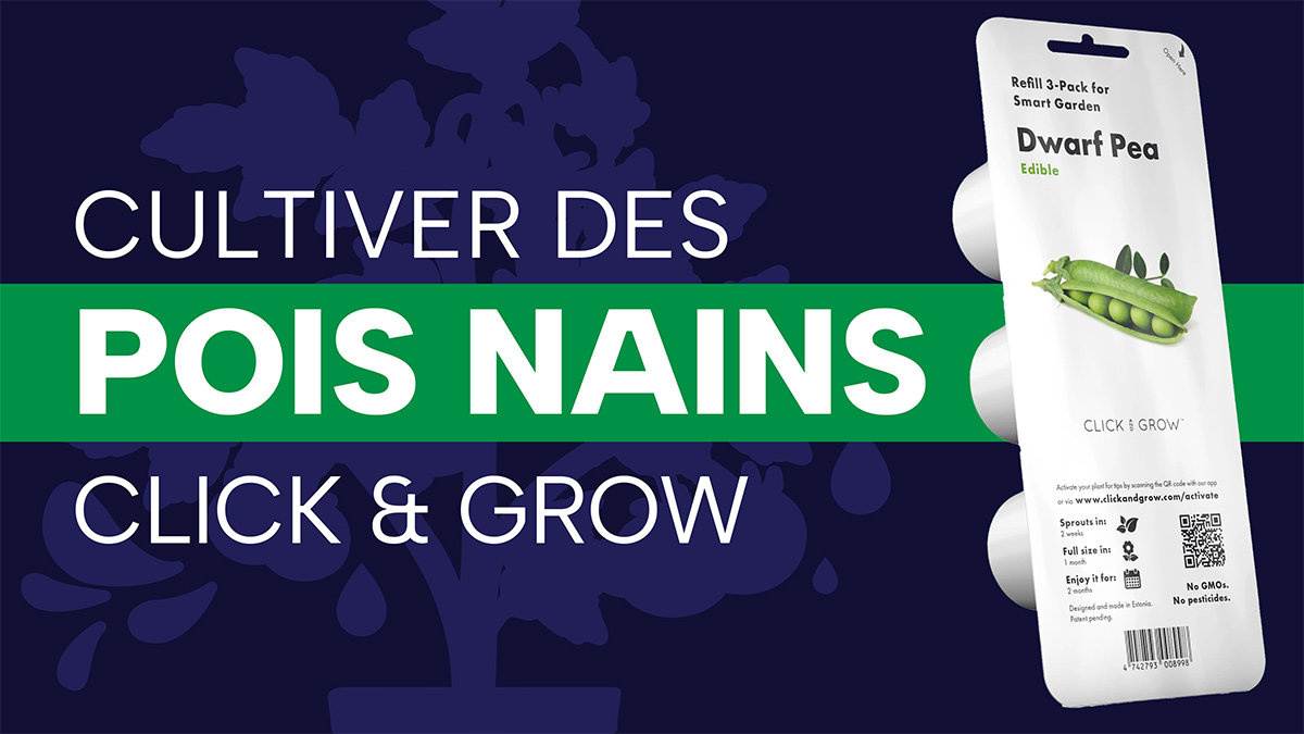 Cultiver des pois nains dans un jardin Click & Grow